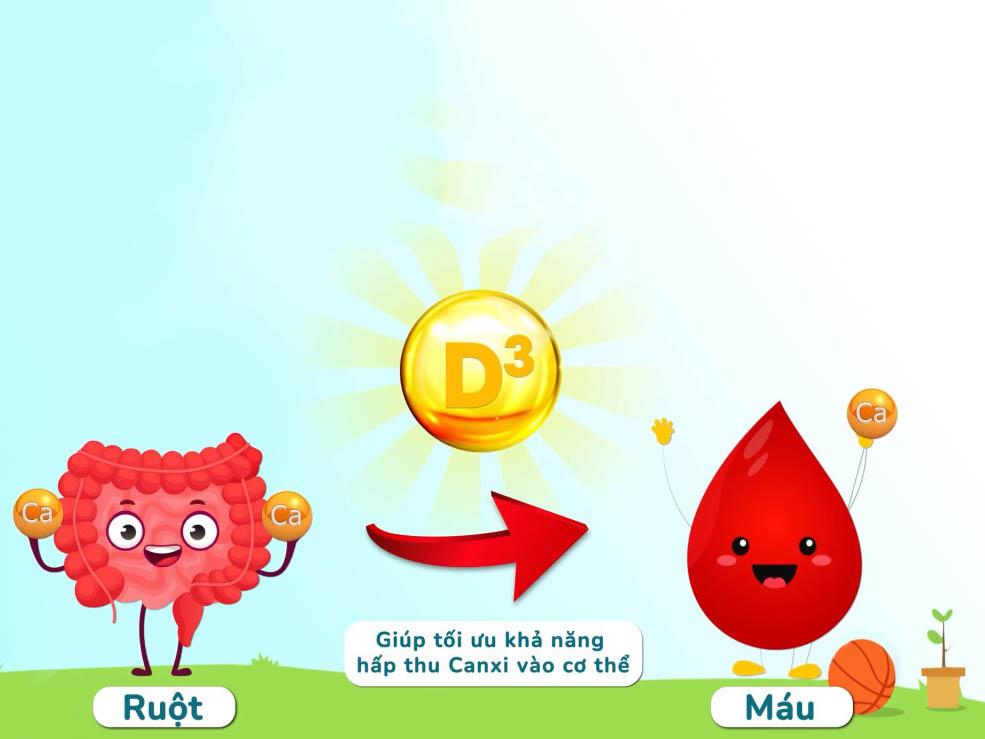 Vitamin D3 giúp hấp thu canxi từ ruột vào máu