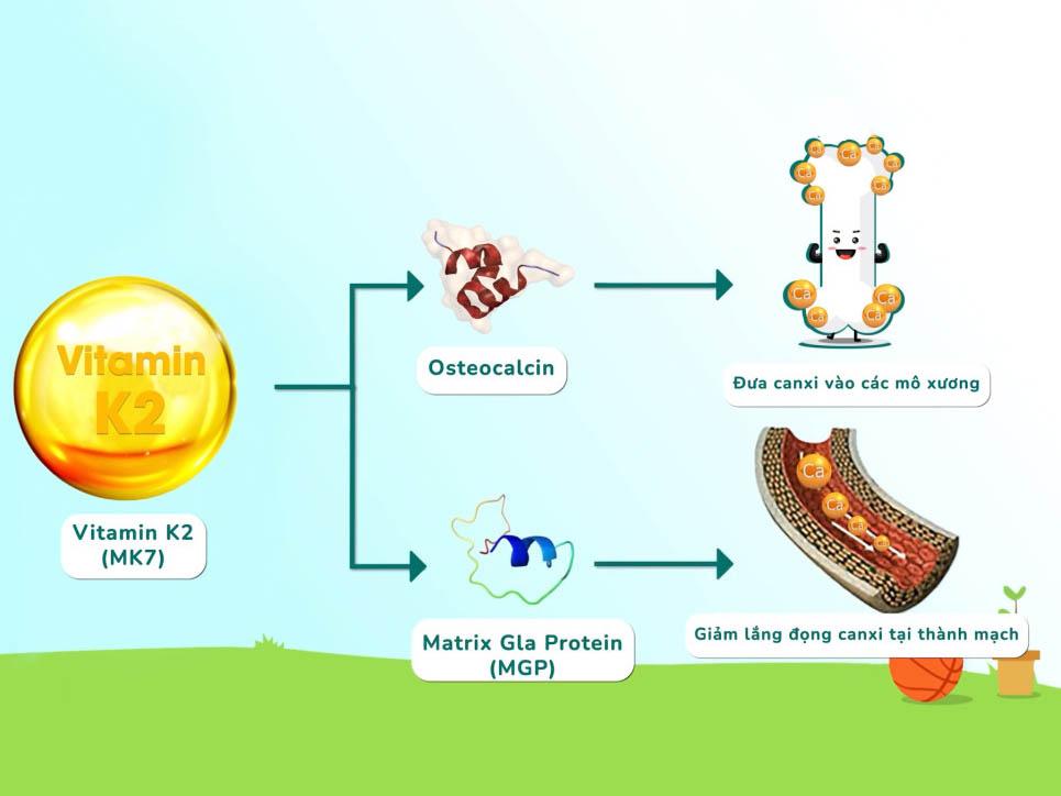 Vitamin K2 “kích hoạt” vitamin D3 đưa canxi tới đúng chỗ